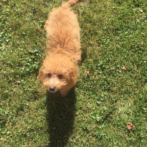 Meet your Posher, Jesse