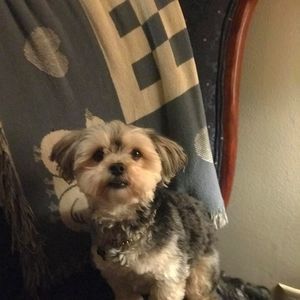 Meet your Posher, Josh