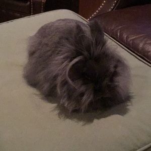 Meet your Posher, Anne