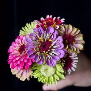 Meet your Posher, Harris