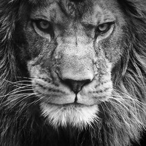 Meet your Posher, Trevor