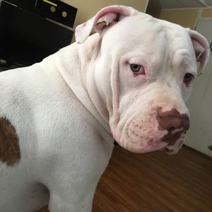 Meet your Posher, Glenda