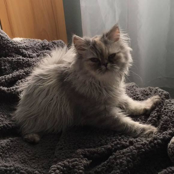 Meet your Posher, Liz - Picture 2 of 3