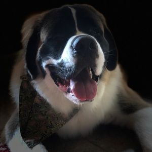 Meet your Posher, Chey