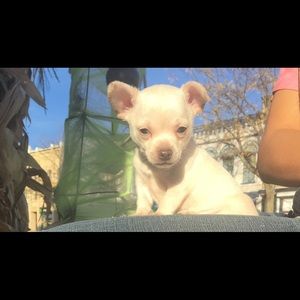 Meet your Posher, Sammy