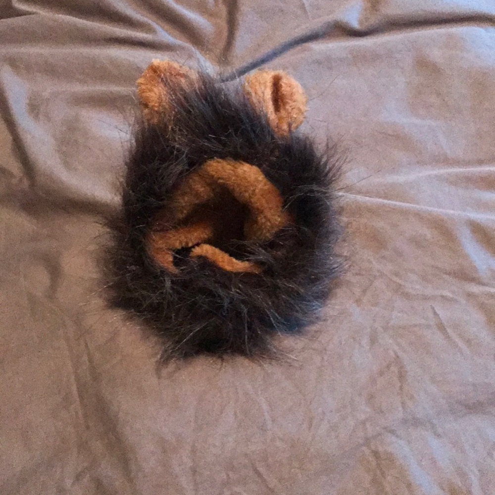 Cat hat