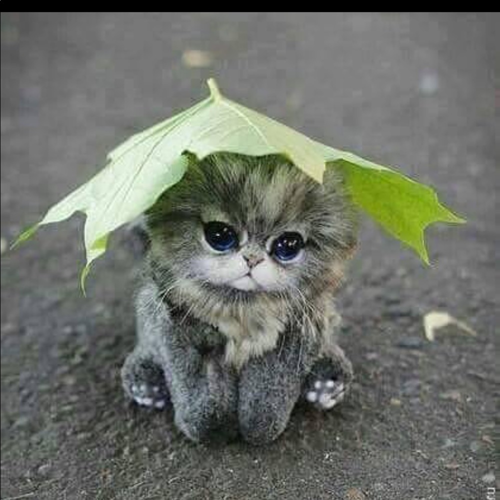 Meet your Posher, Sem