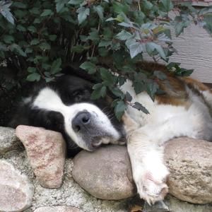 Meet your Posher, Ann