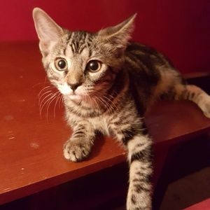 Meet your Posher, Kat