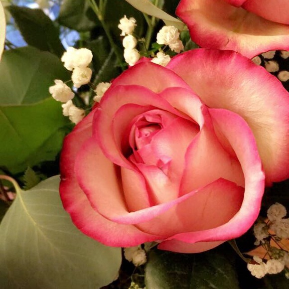 Meet your Posher, Lilli - Picture 1 of 1