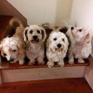 Meet your Posher, Manuel