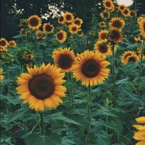 Meet your Posher, Cecilia