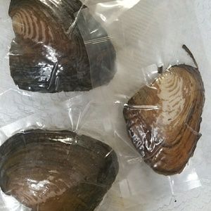 Freshwater oysters with  pearl