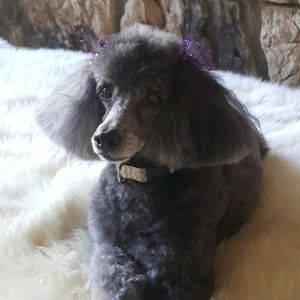 Meet your Posher, Elaine