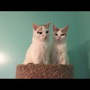 Meet your Posher, Claudia