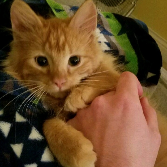 Meet your Posher, Jordan - Picture 1 of 1