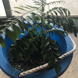 Meet your Posher, Neethu