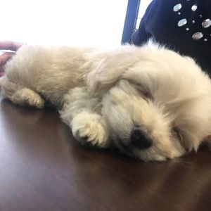 Meet your Posher, Cymone