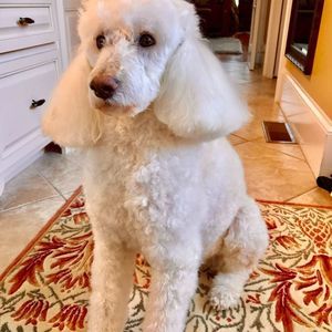 Meet your Posher, Angela