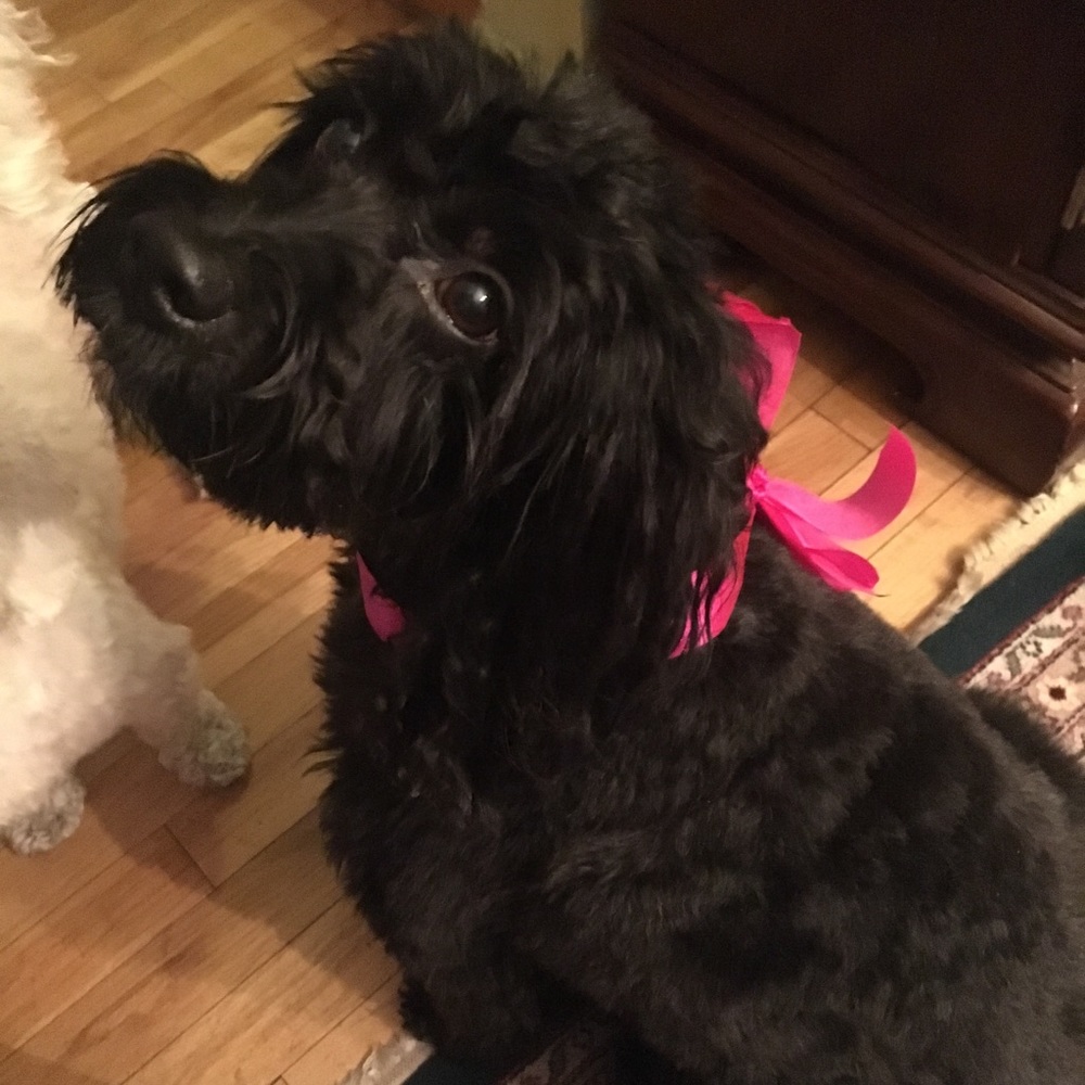 Meet your Posher, Sparkle