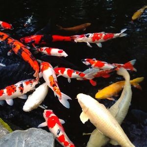 Meet your Posher, Eileen