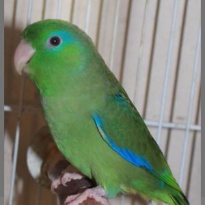 Meet your Posher, Denise