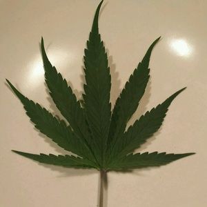 Meet your Posher, Thoma