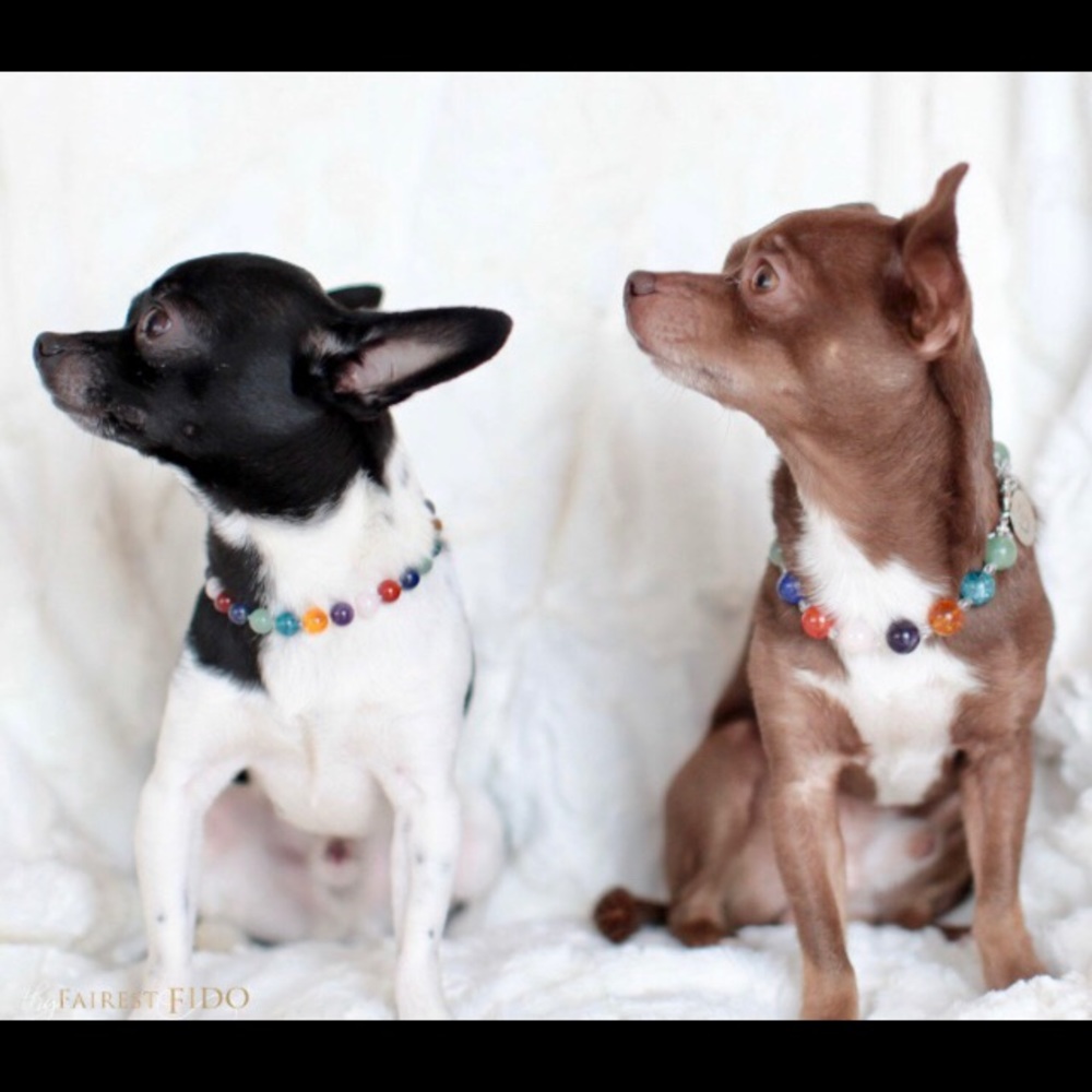 Meet your Posher, Bonnie