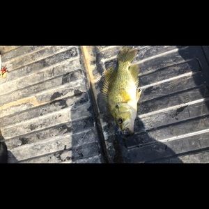 Meet your Posher, Josh