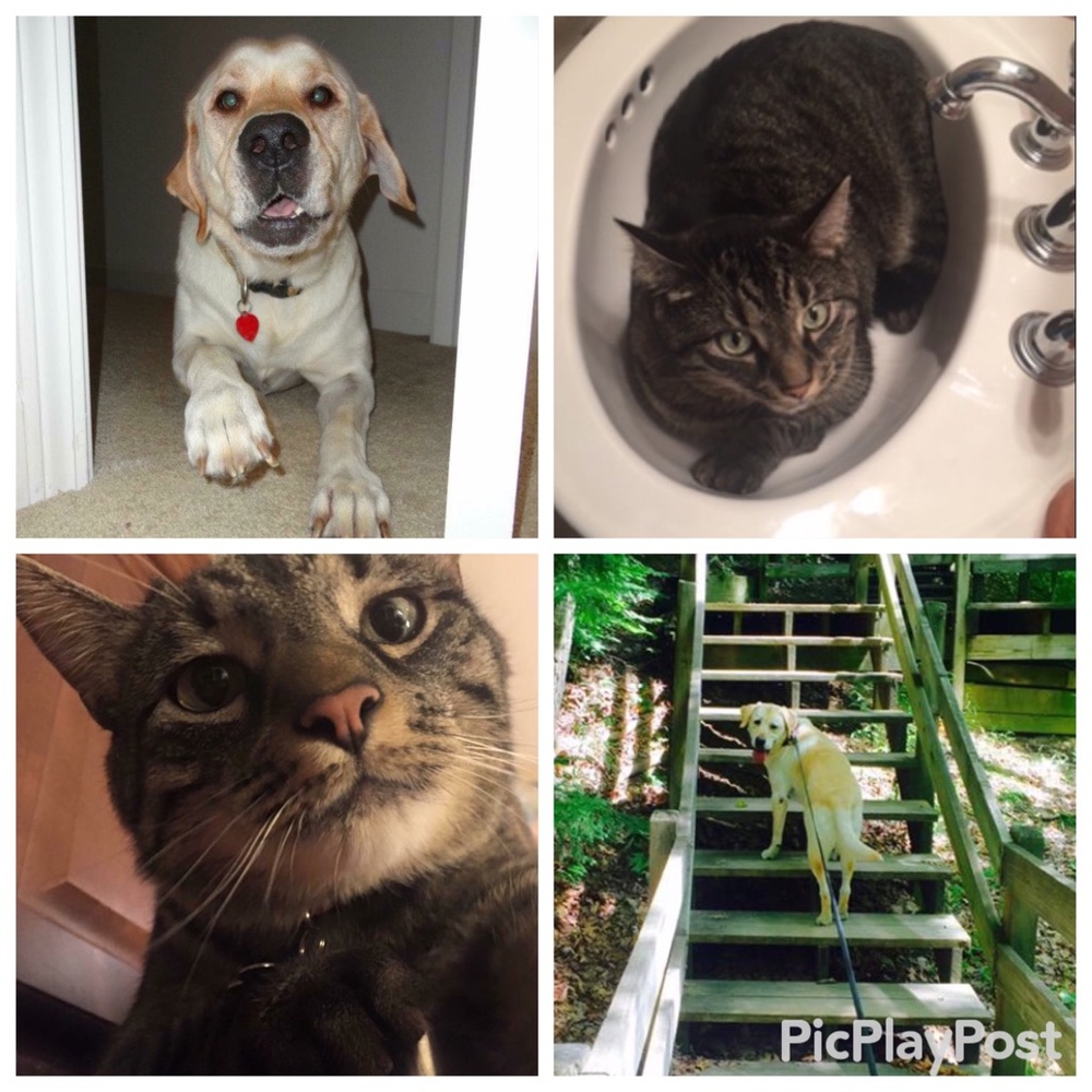 MEET MY LITTLE ANGELS❤️❤️❤️