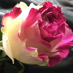 Meet your Posher, Evelyn