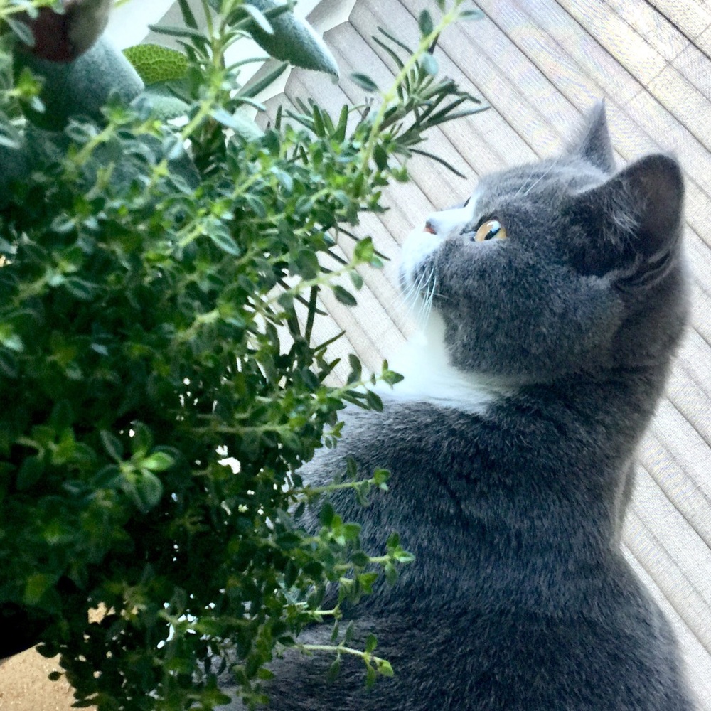 Meet your Posher, Susanna