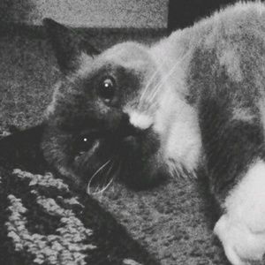 Meet your Posher, Brittney