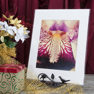 11" x 14" Nature Photo Antiqued Iris