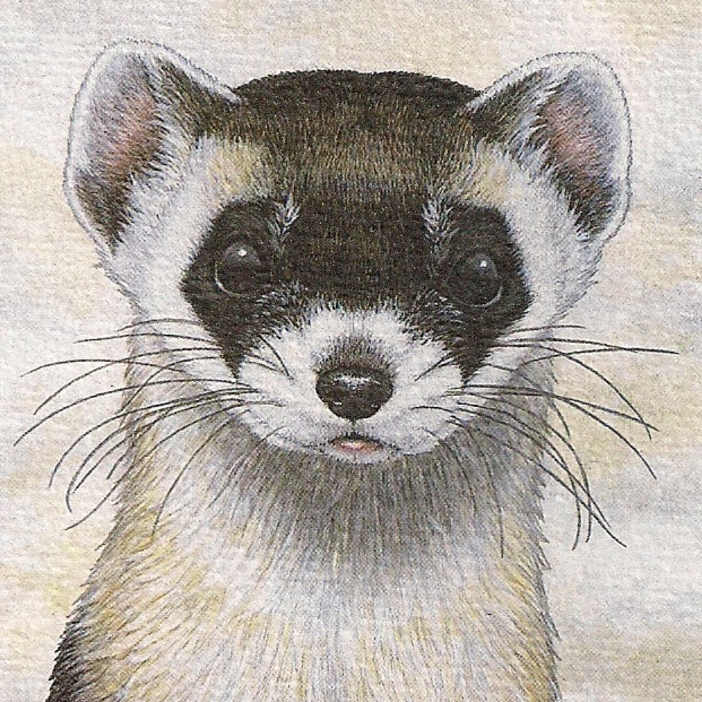 Meet your Posher, Raven