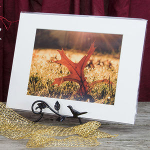11" x 14" Nature Photo Fall Leaf in Morning Sun