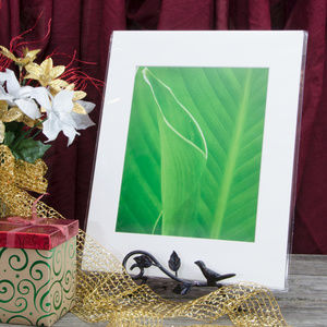 11" x 14" Nature Photo Leaves Canna Lily