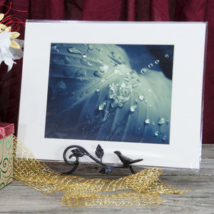 11" x 14" Nature Photo Rain Dropping on Canna Leaf