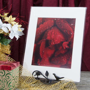 11" x 14" Nature Photo Royal Red Rose