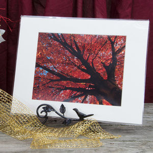 11" x 14" Nature Photo Shimmering Orange