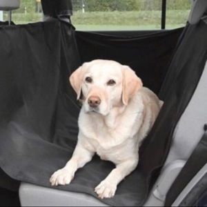 Meet your Posher, Bella