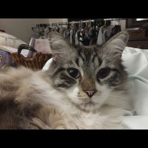 Meet your Posher, Suzanne