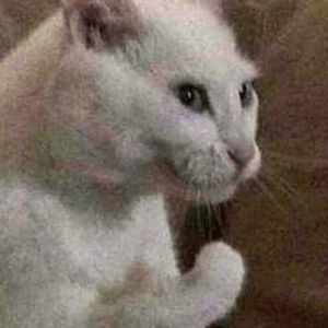 Meet your Posher, Timothy