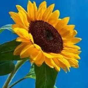 Meet your Posher, Krystal