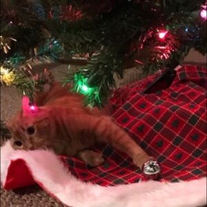 Meet your Posher, Holly