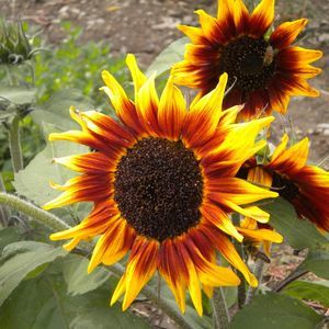 Meet your Posher, Chandra