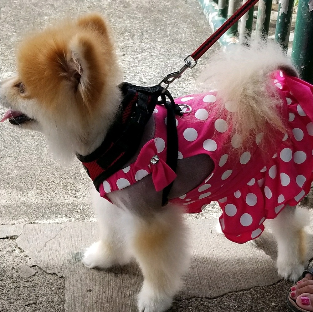 Meet your Posher, Elvira