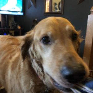 Meet your Posher, Carrie