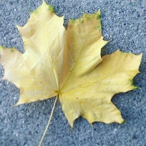 Meet your Posher, Alana