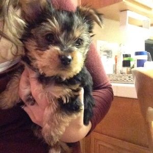 He's NOT for sale! His name is Samson.